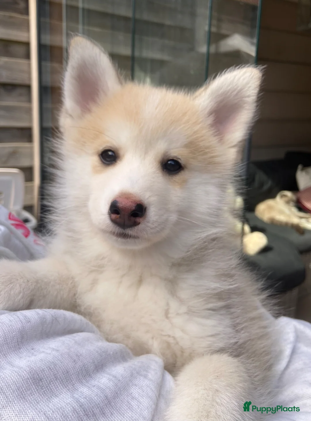 Pomsky honden te koop: Lieve pomsky pups  - Advertentie 2