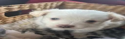 Maltipom honden te koop: Twee kleurige maltipom reu  - Advertentie 8