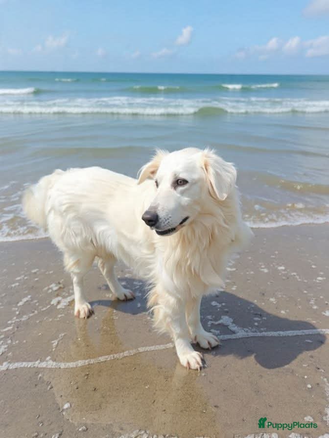 Kruising honden Italiaanse diva zoekt baasje - Advertentie 1