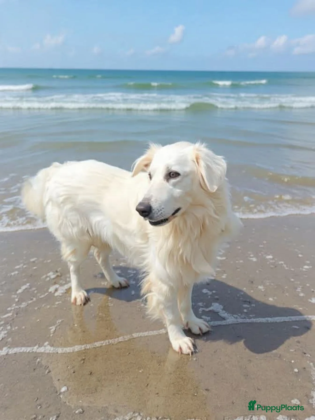 Kruising honden te koop: Italiaanse diva zoekt baasje - Advertentie 1