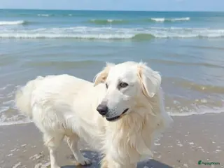 Kruising honden Italiaanse diva zoekt baasje - Advertentie 1