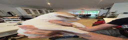 Jack Russel Terriër honden te koop: Nog 3 prachtige reutjes te koop - Advertentie 8