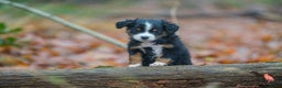 Australian Shepherd honden te koop: Miniature American shepherd - Advertentie 2