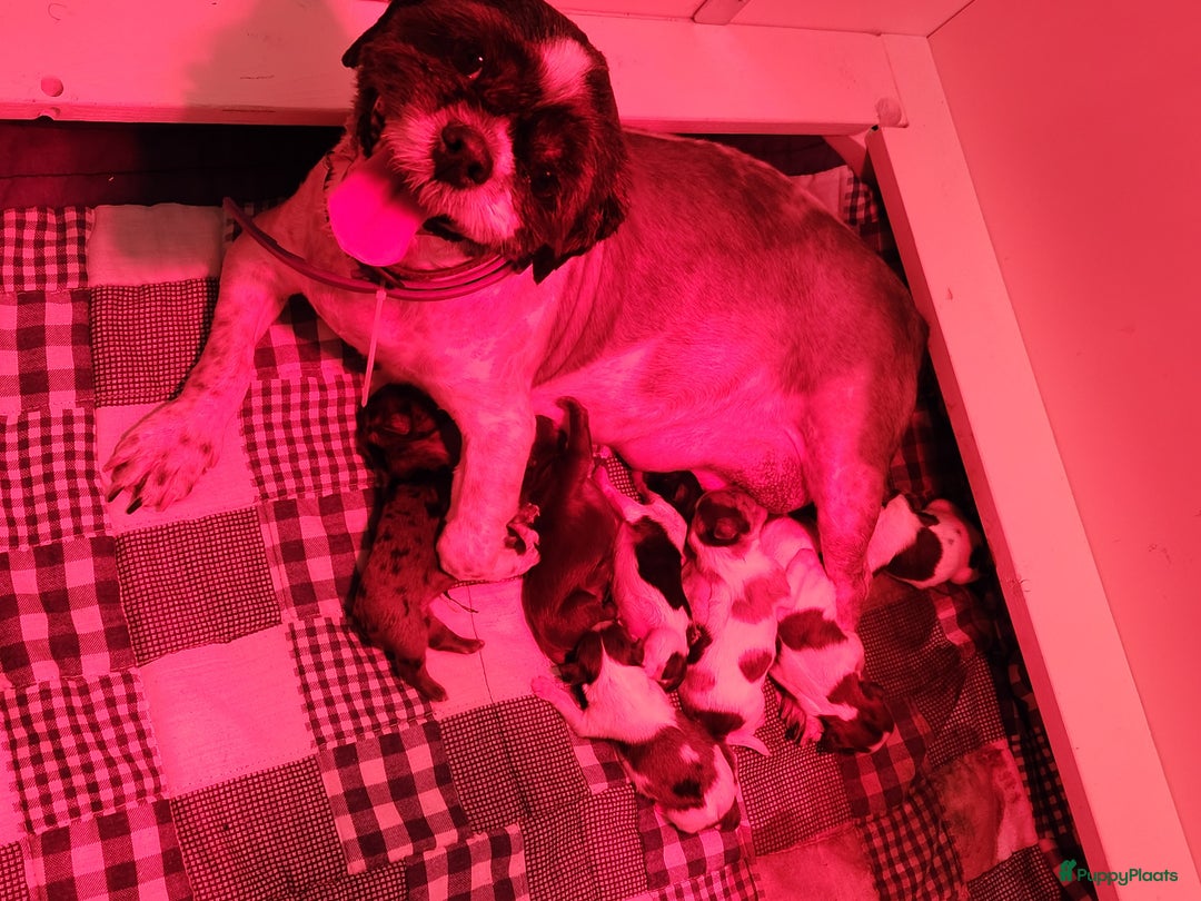 Shih Tzu honden te koop: Shih Tzu diverse kleuren , merle teefje - Advertentie 2