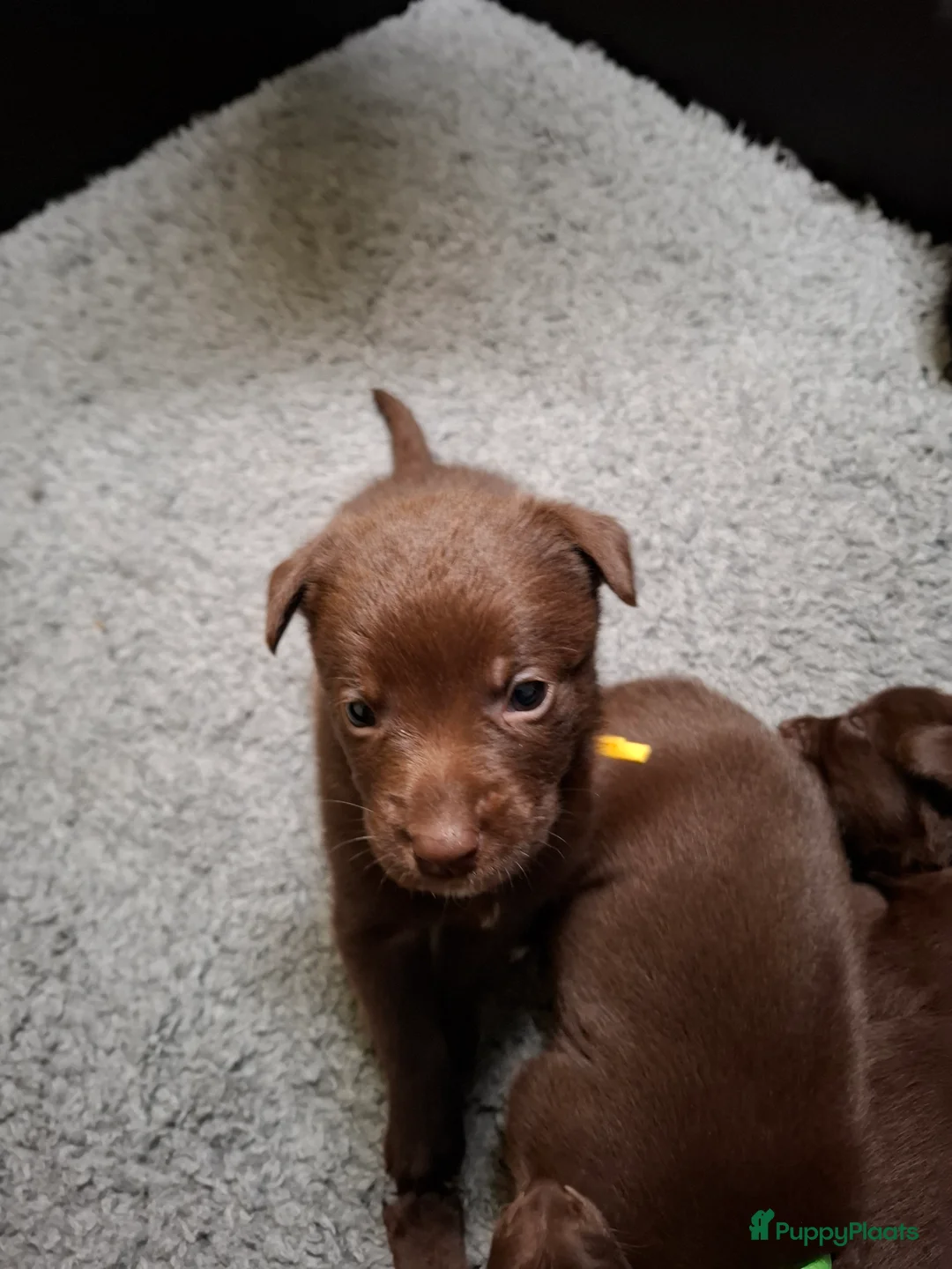 Australian Kelpie honden te koop: Mooie Australian Kelpie pups - Advertentie 8