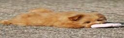 Kruising honden te koop: Vrolijke Kruising Dwergpoedel. - Advertentie 5