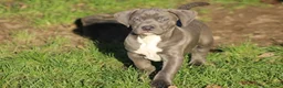 Amerikaanse Bully honden te koop: American Bully Pups ABKC stamboom België  - Advertentie 8
