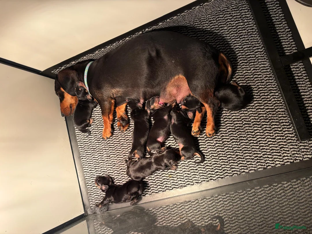 Teckel (korthaar)  honden te koop: Dwerg teckel puppy’s  - Advertentie 3
