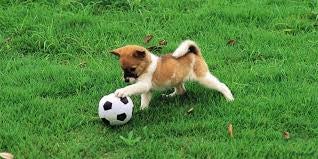 Maltezer honden Tests - Advertentie 1