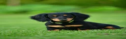 Teckel (langhaar) honden te koop: Teckel Niek -Black and Tan-dwerg-langhaar-stamboom - Advertentie 2
