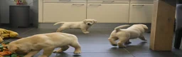 Labrador Retriever honden te koop: Knappe Labrador pups met stamboom ! - Advertentie 5
