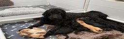Kruising honden te koop: (Australian) Labradoodle pups - Advertentie 1