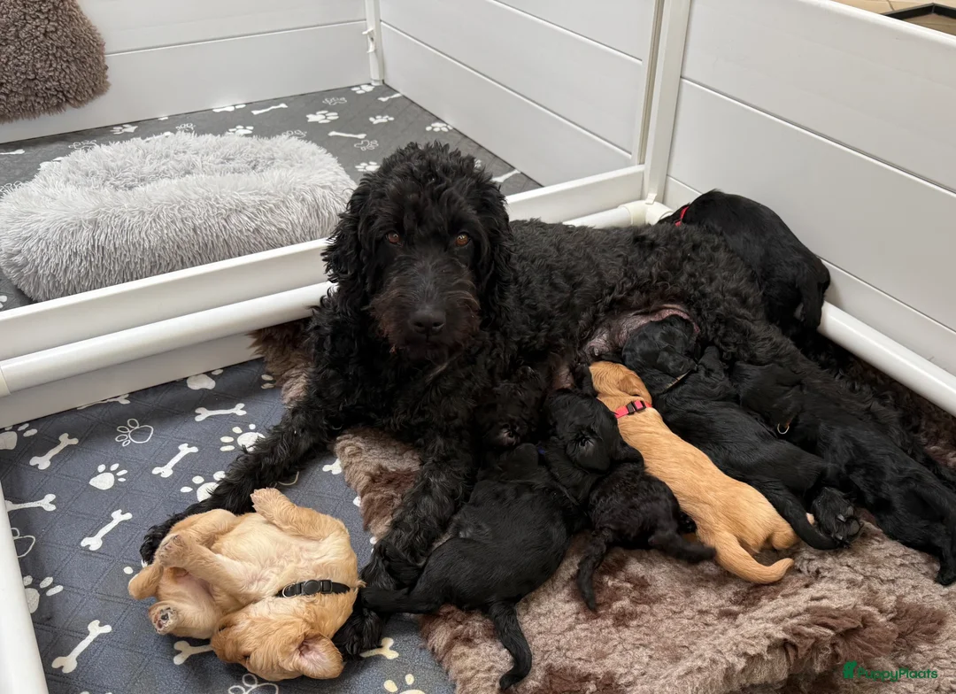 Kruising honden te koop: (Australian) Labradoodle pups - Advertentie 1