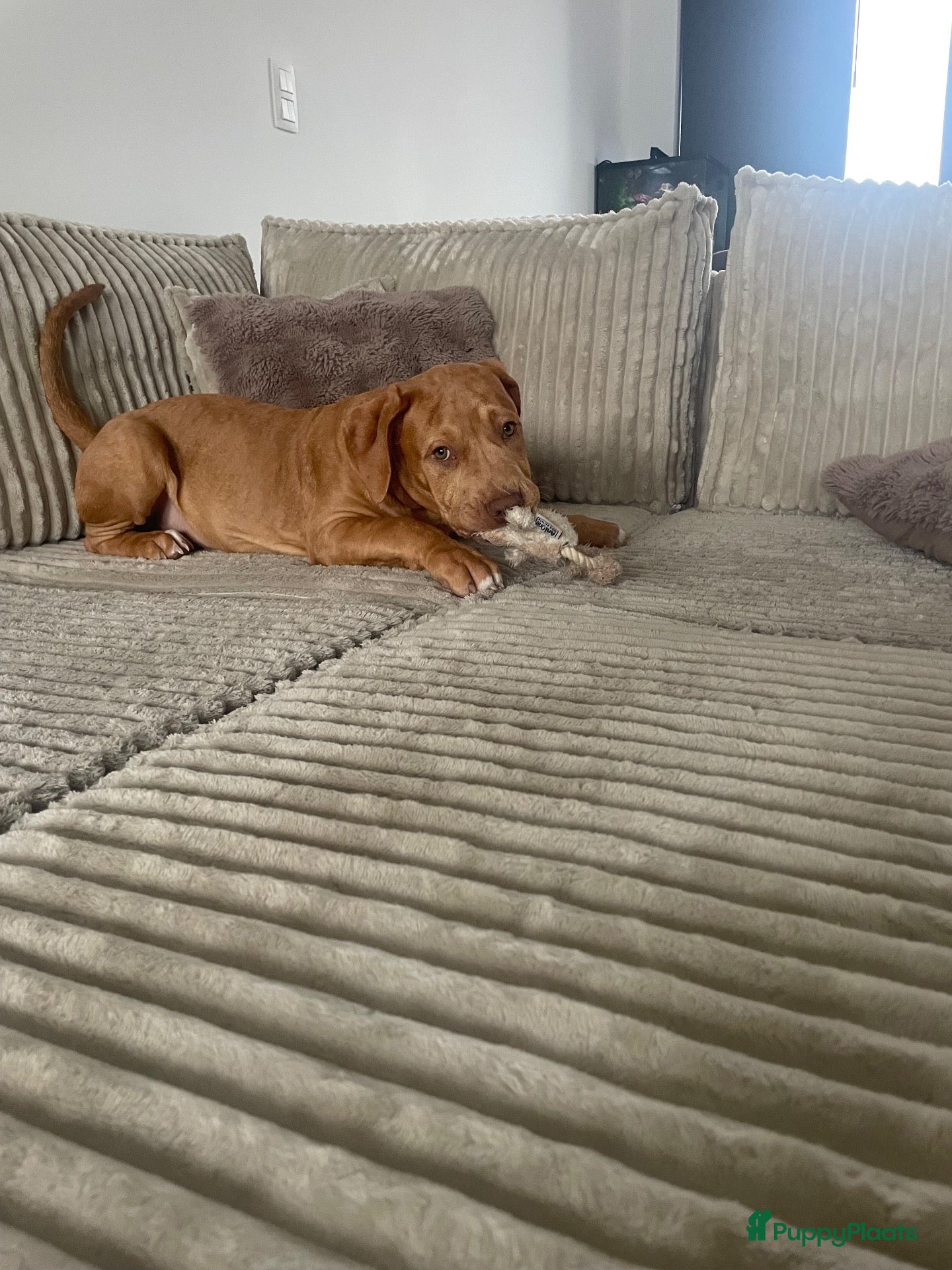 Amerikaanse Bully honden Zen, Amerikaanse bully  - Advertentie 1