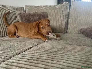 Amerikaanse Bully honden Zen, Amerikaanse bully - Advertentie 1