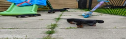 Teckel (korthaar)  honden te koop: Ras zuivere dwerg teckel pups  - Advertentie 6