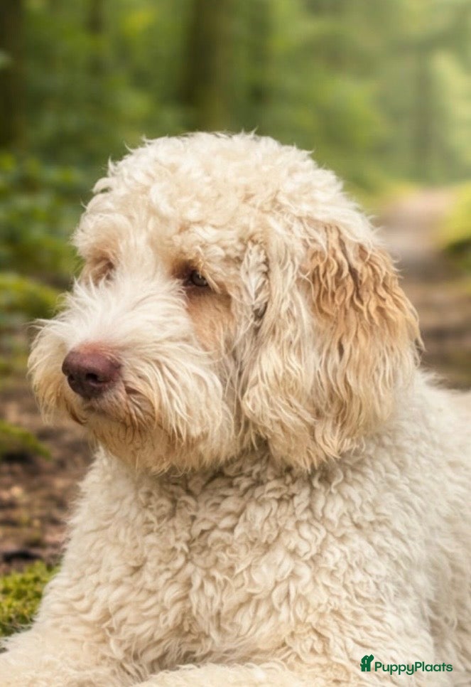 Australian Labradoodle honden Australien labradoodles met afstammingsbewijs! - Advertentie 1