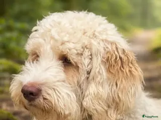 Australian Labradoodle honden Australien labradoodles met afstammingsbewijs! - Advertentie 2