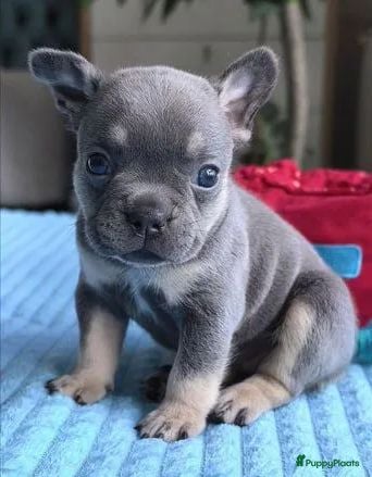 Franse Bulldog honden Franse Bulldog puppy - Advertentie 1