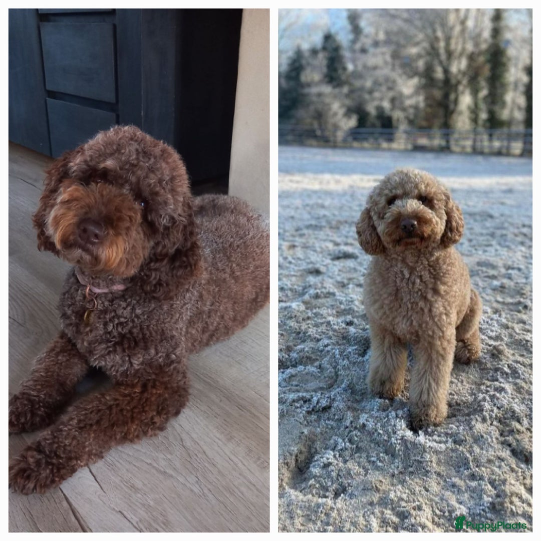 Labradoodle honden te koop: Prachtige F7 curly medium-mini Labradoodle pup  - Advertentie 2