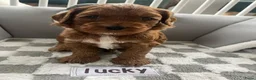 Australian Labradoodle honden te koop: Australian Labradoodle puppies - Advertentie 7