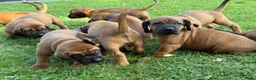 Beierse Bergzweethond honden te koop: Hanoveraaanse zweethond pups - Advertentie 9
