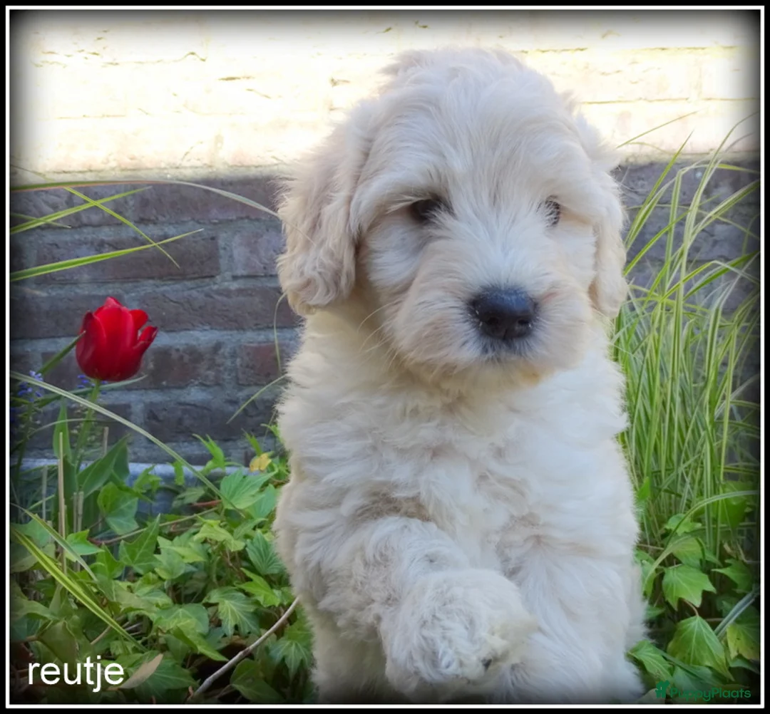 Labradoodle honden te koop: Labradoodle medium pups - Advertentie 2