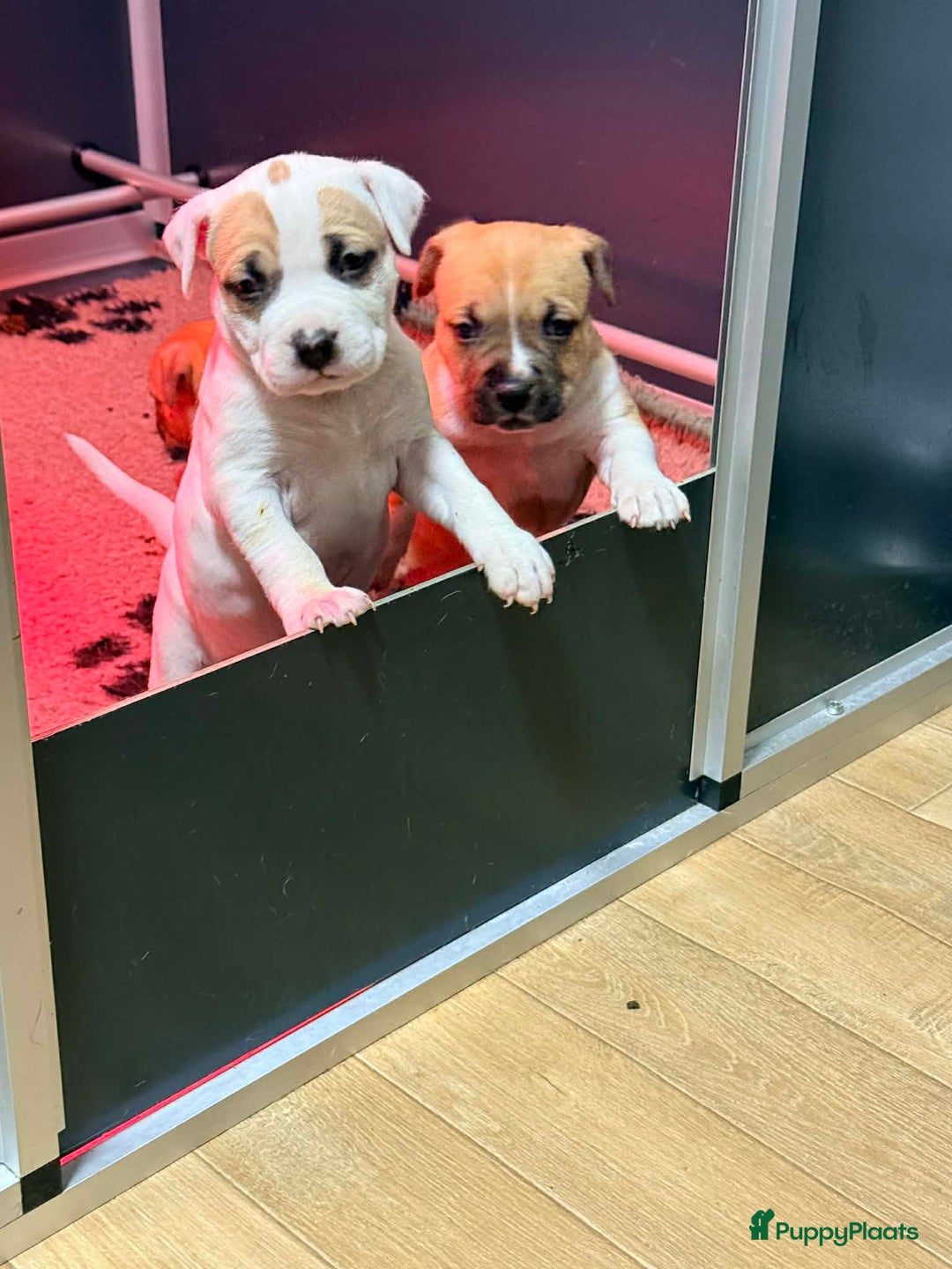 American Staffordshire Terriër honden te koop: American staffordshire terriër pups met stamboom - Advertentie 7