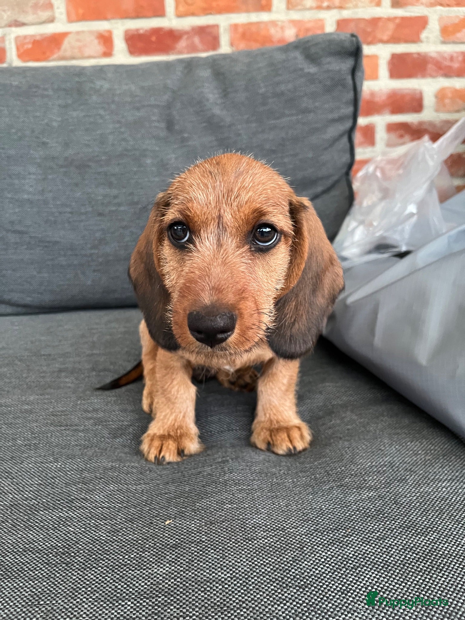 Kruising honden Dwerg teckel pupjes  - Advertentie 9