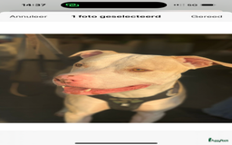 American Staffordshire Terriër honden ter dekking: Ik stel mijn lieve hond beschikbaar als dekreu - Afbeelding 1