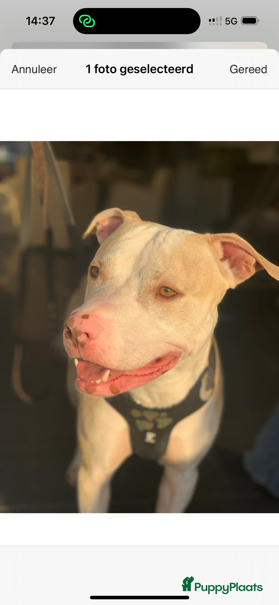 American Staffordshire Terriër honden ter dekking: Ik stel mijn lieve hond beschikbaar als dekreu - Afbeelding 1