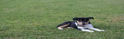 Schotse Herdershond korthaar honden te koop: Nog 2 knappe reuen schotse collie korthaar reuen. - Advertentie 23