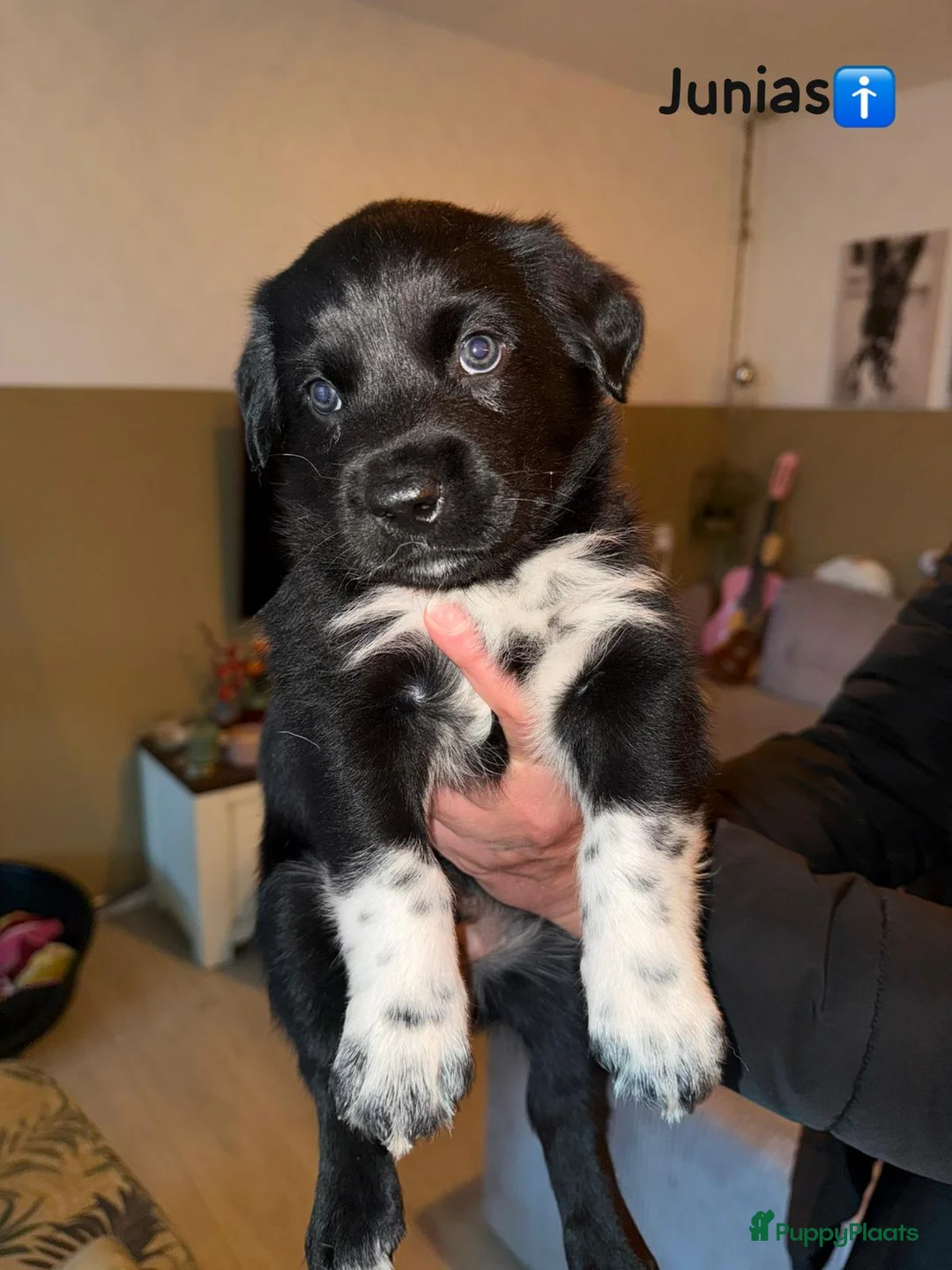 Kruising honden te koop: Lieve friese stabij x Labrador pups te koop - Advertentie 11