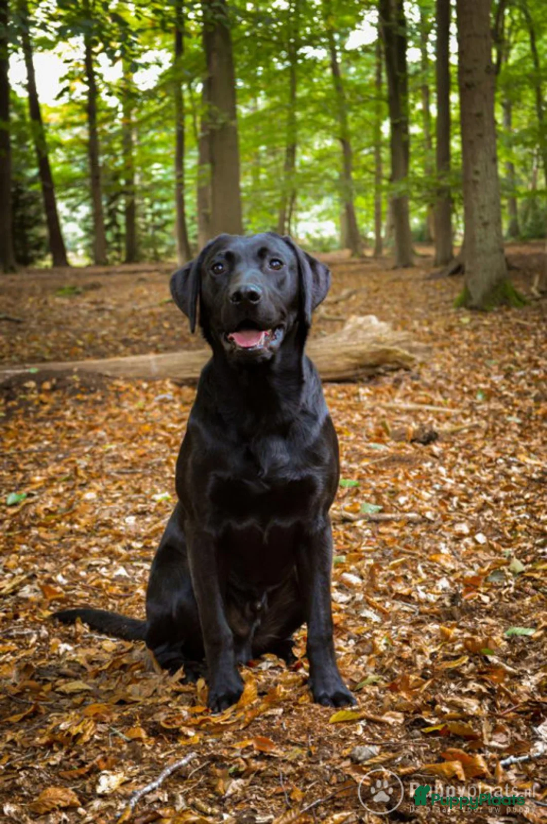 Labrador Retriever honden ter dekking: Labrador dekreu   (stamboom) in Gemonde - Advertentie 1