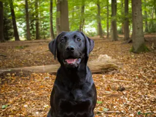 Labrador Retriever honden Labrador dekreu (stamboom) in Gemonde - Advertentie 6