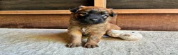 Duitse Herder honden ter adoptie: Baskische herder teefje zoekt gastgezin - Advertentie 7