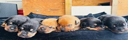 Kruising honden te koop: Prachtige mastweiler pups - Advertentie 9