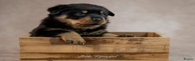 Rottweiler Puppy 8