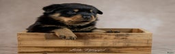 Rottweiler honden te koop: Rottweiler teefjes uit liefdevol nest zoeken - Advertentie 3