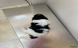 Poedel honden te koop: Prachtig mooi harlekijn koningspoedel teefje✨🐾 - Advertentie 8