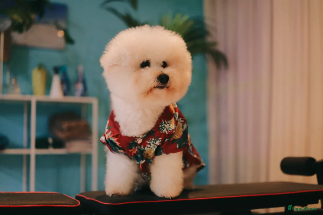 Galerij afbeelding {{count}}