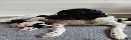 Friese Stabij honden te koop: Friese Stabij puppy's te koop - Advertentie 4