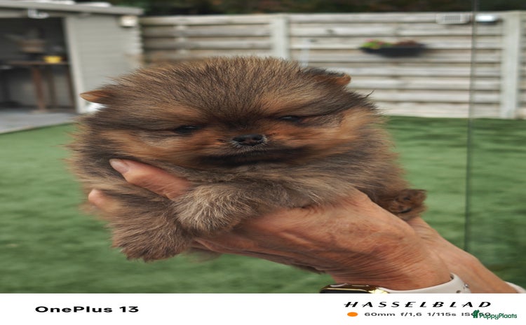 Pomeriaan honden - Advertentie 3