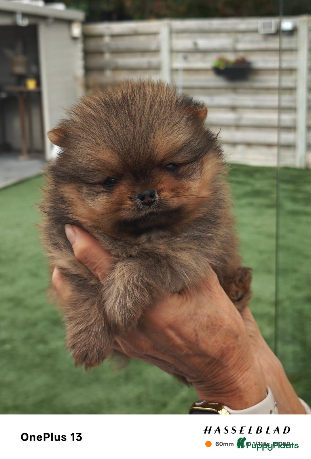 Pomeriaan honden te koop: Pomeriaan  - Advertentie 1