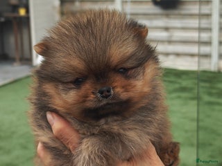 Pomeriaan honden - Advertentie 9