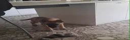 Kruising honden te koop: Mechelaar husky reu  - Advertentie 3