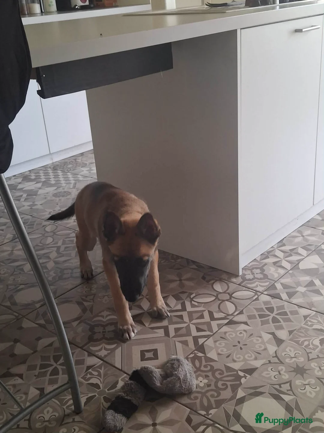 Kruising honden te koop: Mechelaar husky reu  - Advertentie 3