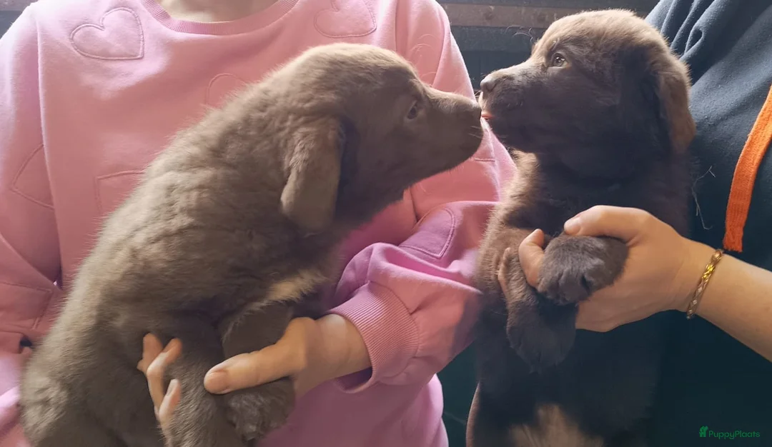 Kruising honden te koop: Labrador X Wolfsgrauwe Keeshond - Advertentie 10