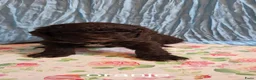 Kruising honden te koop: Labradoodle X Aussiedoodle  - Advertentie 15