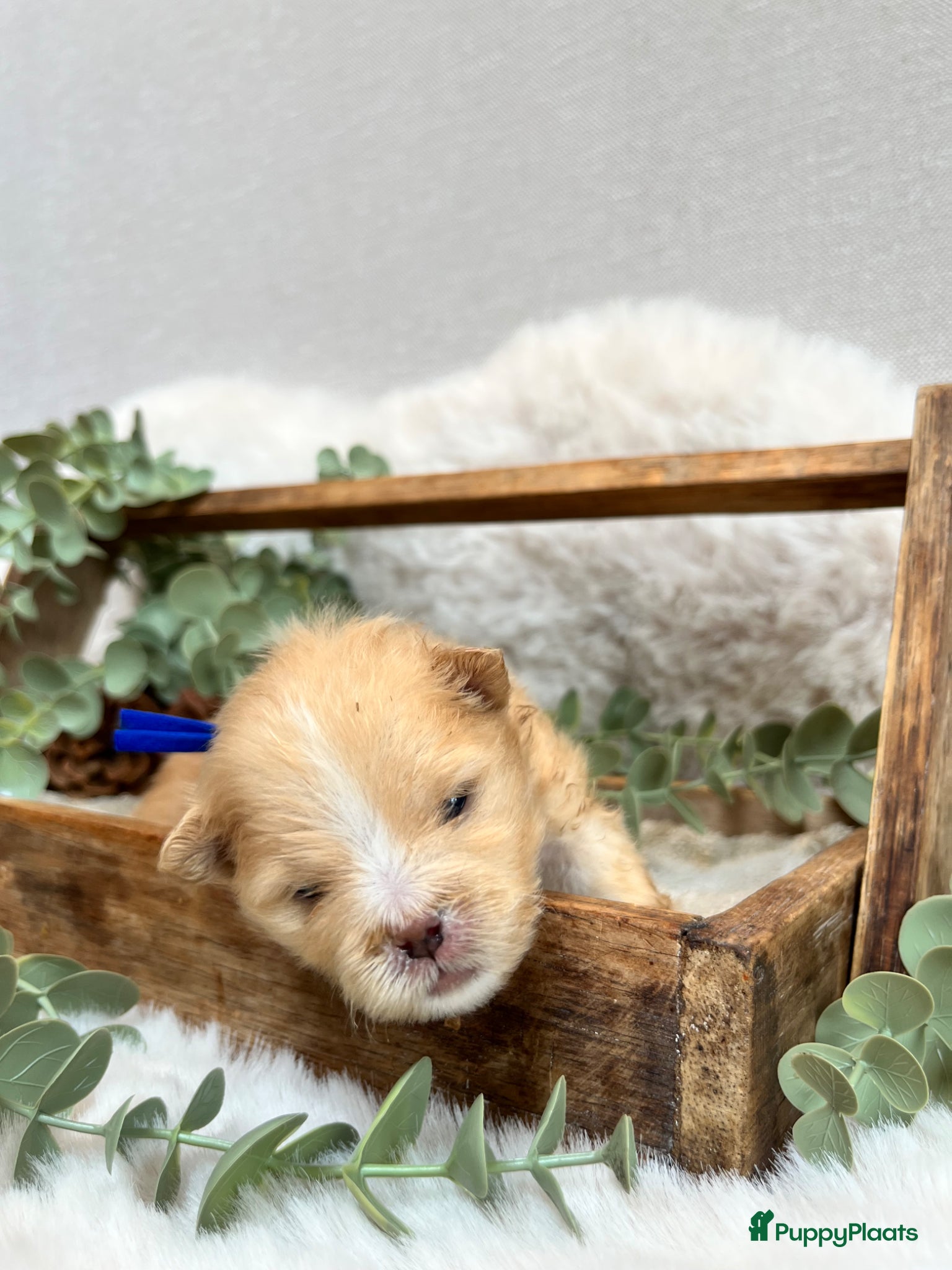 Pomeriaan honden Pomeriaan pupjes (keeshond) 2 gereserveerd - Advertentie 4